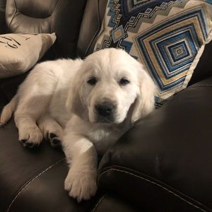 Meet your Posher, Cory